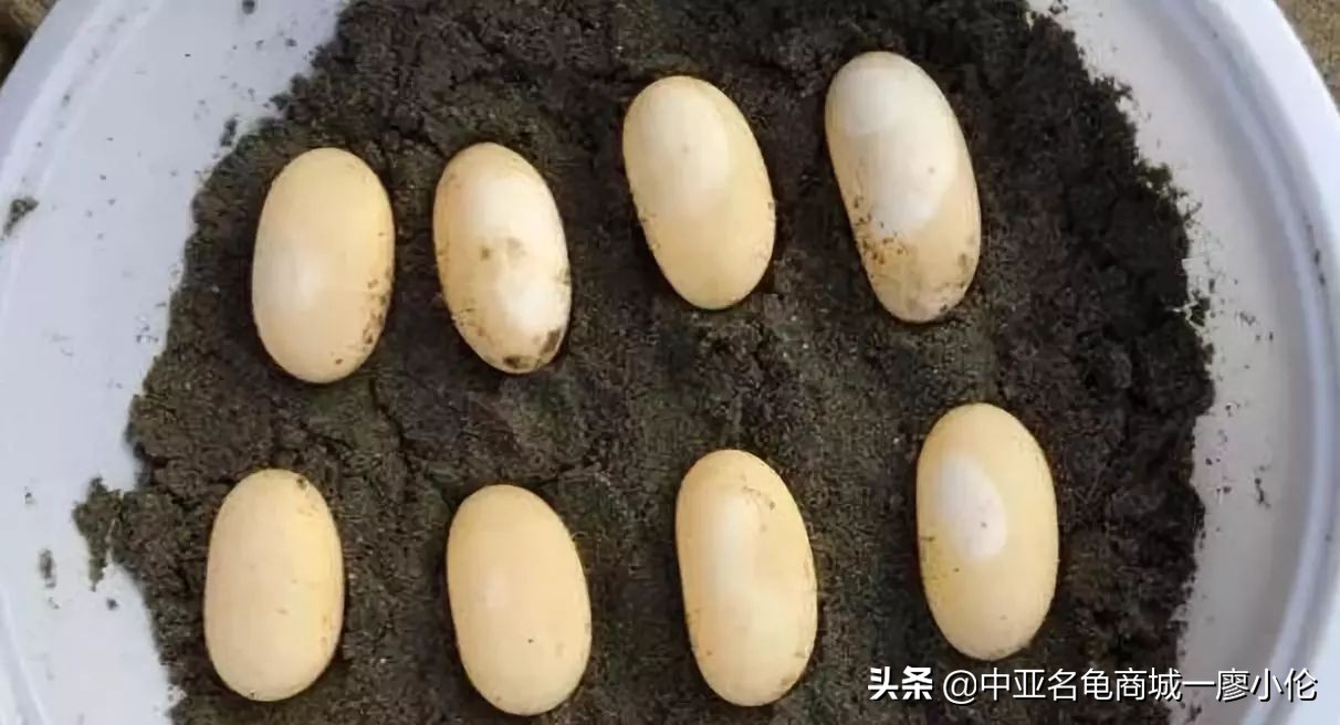 乌龟蛋孵化前需要注意什么,乌龟蛋孵化后期注意事项