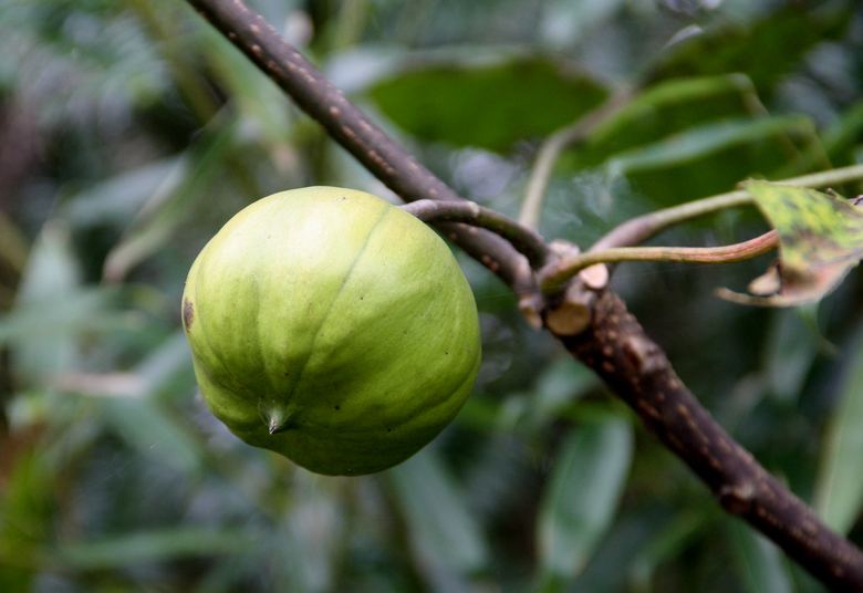 这种树在农村很常见，花名为五月花，果子提炼出的油料可以漆房子
