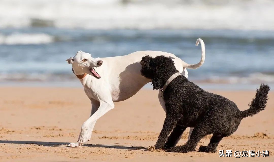不同品种的狗狗可以交流吗,不同品种的狗狗可以在一起相处吗