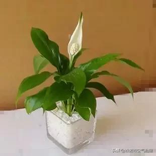 吸收甲醛净化空气的最好植物,吸甲醛空气净化器绿植