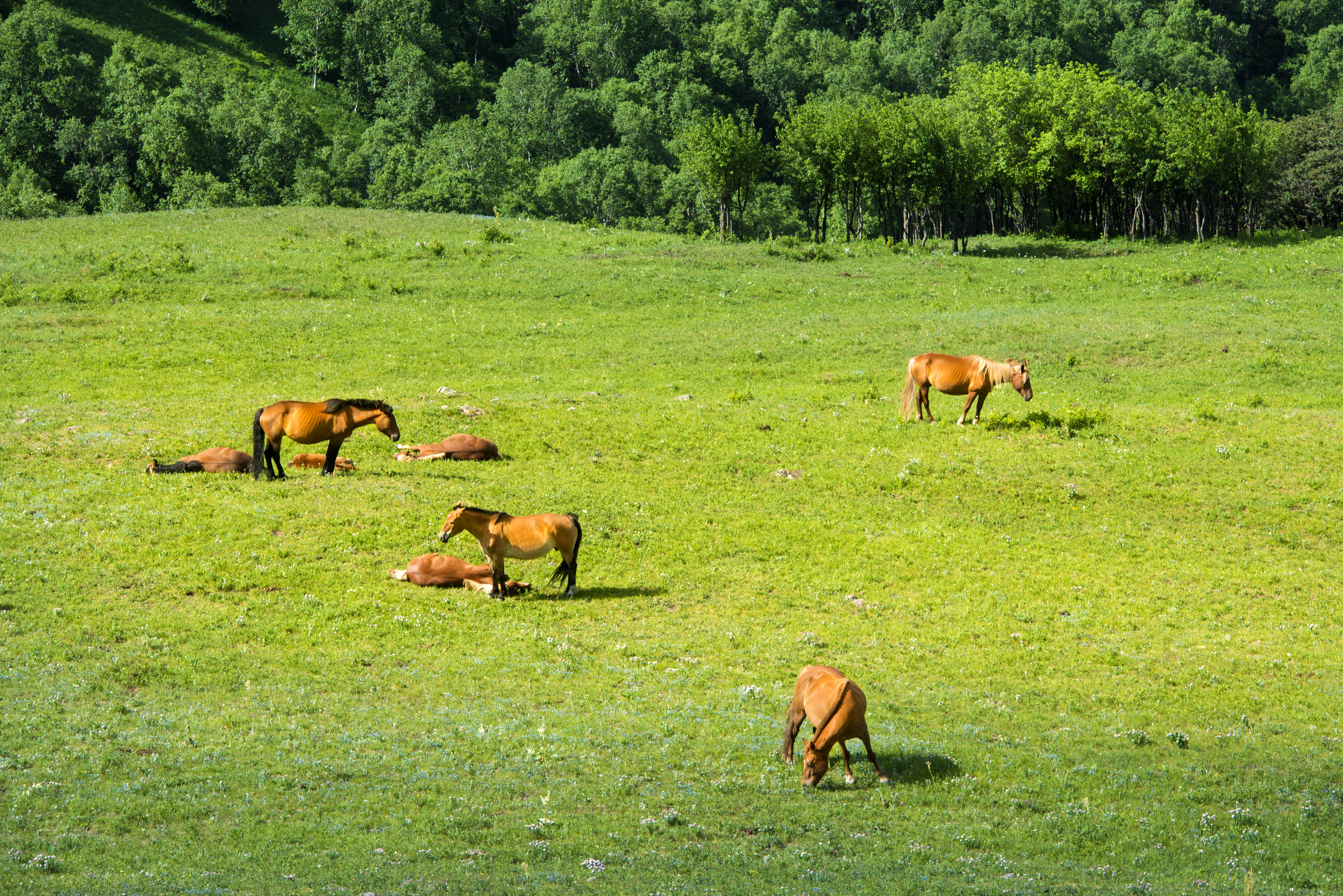 京北第一天路千松坝森林公园,京北第一草原景区和千松坝