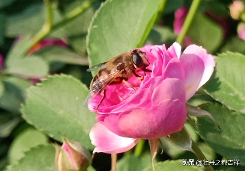 小小精灵采蜜忙，蜜蜂鲜花两相映！小手机拍出大意境
