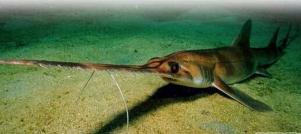 观赏淡水小鲨鱼种类及图片,海洋馆鲨鱼的种类名字