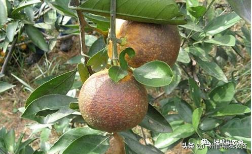 柑橘果锈病怎么防治,柑橘锈蜘蛛防治药剂