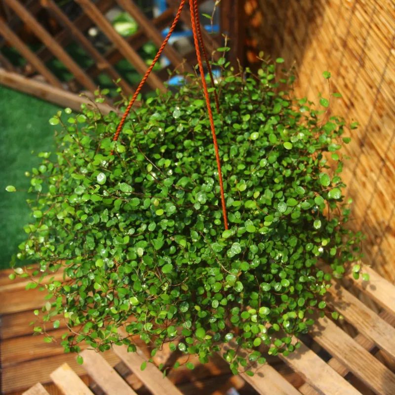 垂吊花卉品种直播,好看的吊兰绿植