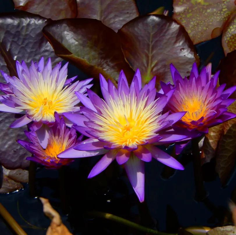 广州公园大片花海,广州哪个地铁站附近有花海