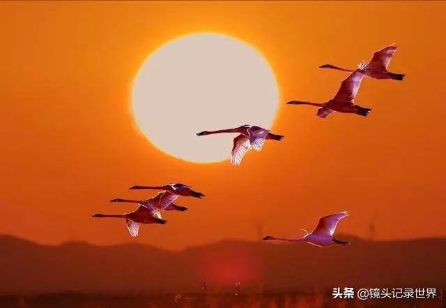 后键对焦怎么设置最清晰,后键对焦拍照技巧