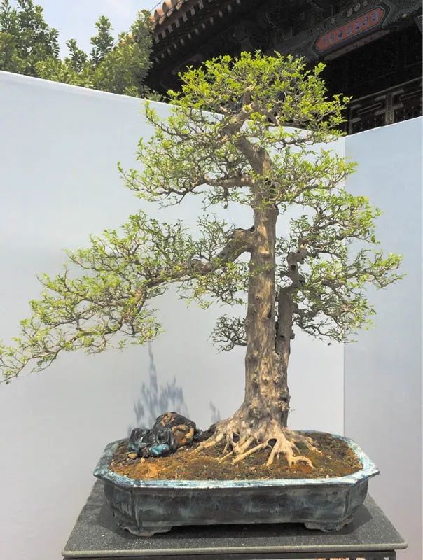 盆景素材十大排名 (什么盆景素材最好)