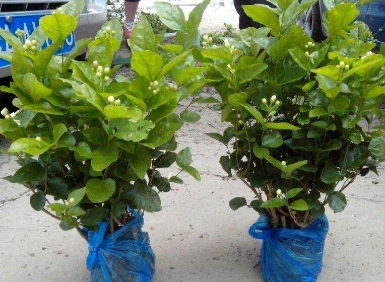 刚买茉莉花怎么养护好,6月份买的茉莉花如何养护长新芽