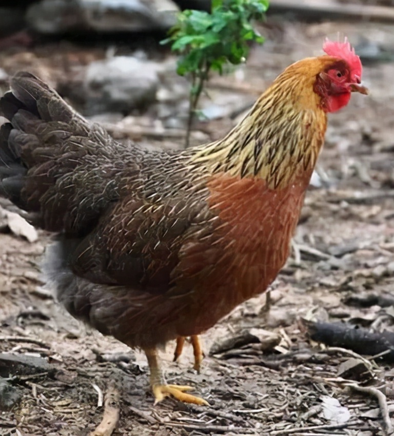 中国名鸡品种介绍,中国名鸡分布图