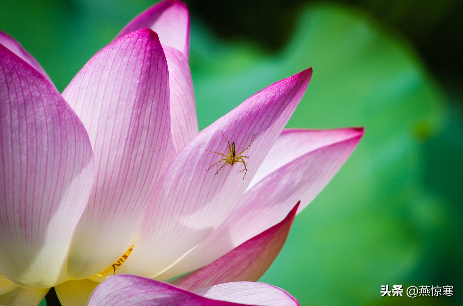 宾得相机配理光的镜头,宾得理光镜头推荐