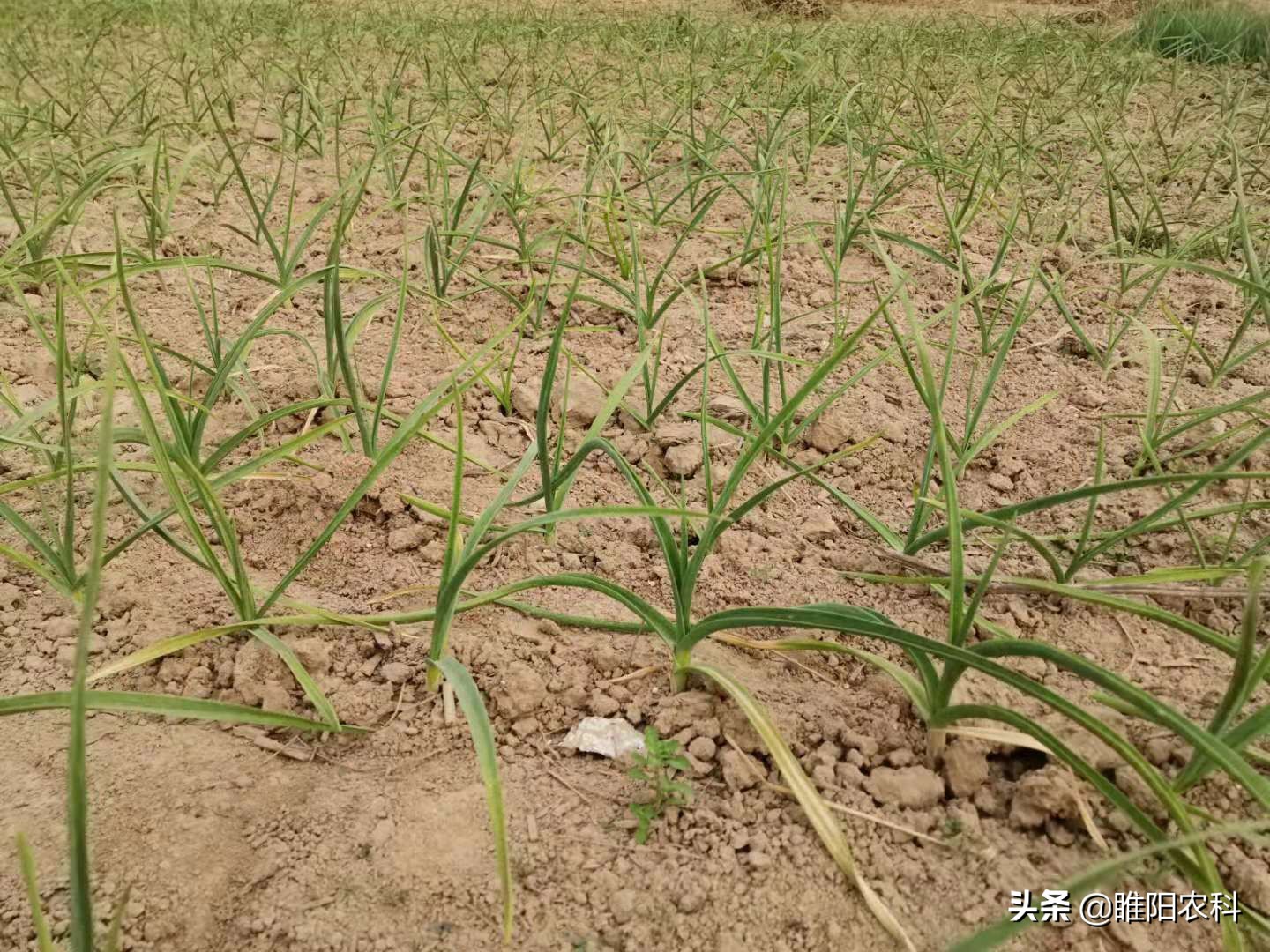 田里大蒜生病了发黄是怎么回事,大蒜叶子发黄有什么药可以治疗