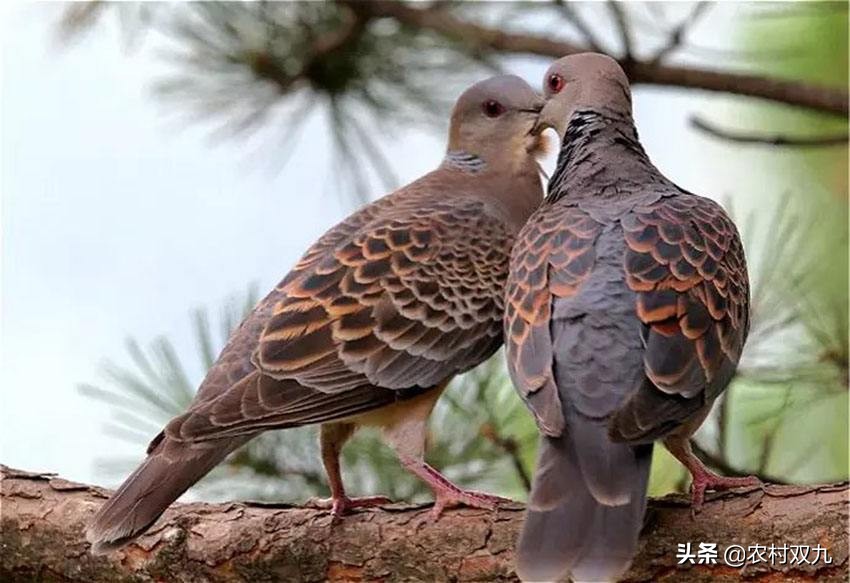 家里飞来斑鸠,斑鸠适合放家里吗