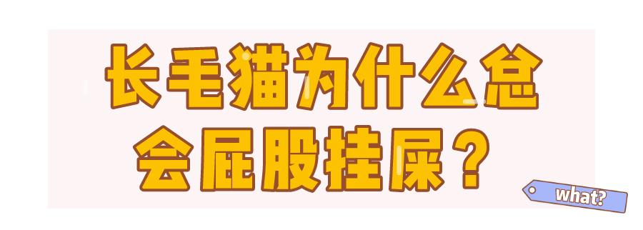 小猫咪为啥乱拉屎,有些小猫咪表面挺正常