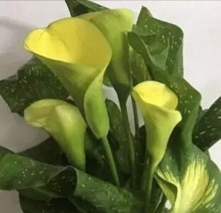 马蹄莲根茎培育技术,马蹄莲培育基地