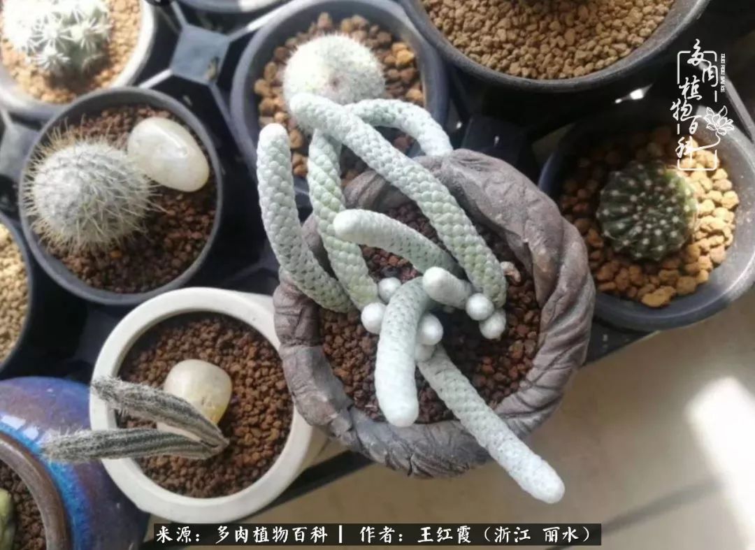 仙人球露养条件,仙人球的露养方法