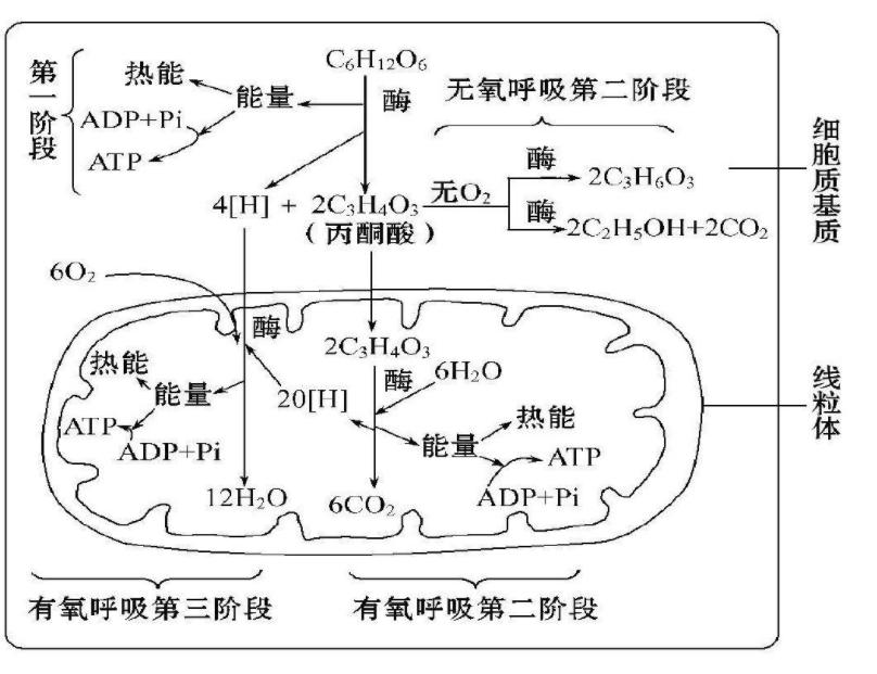 氧气是遏制生命的罪魁祸首,氧气是生命的必需品