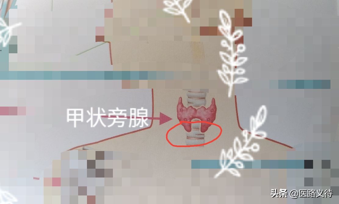 内分泌腺体的作用,内分泌有哪些重要的腺体