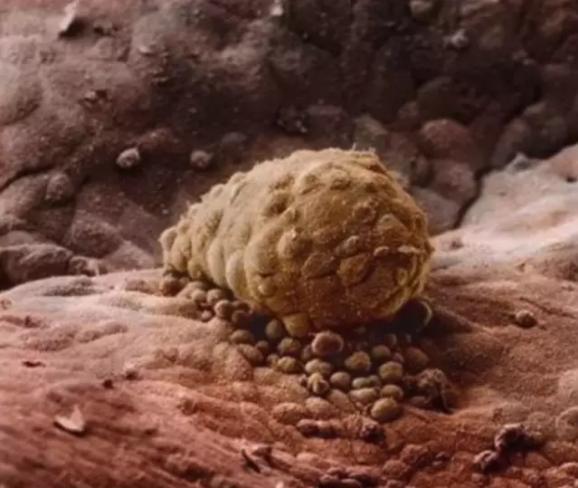 胎儿是怎样形成的全过程,胎儿形成的全过程图