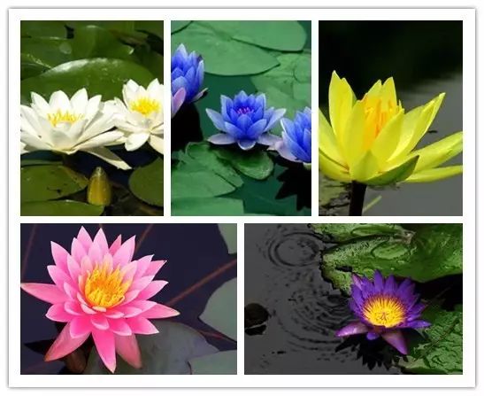 北方喜阴的室内植物花卉有哪些,喜阴耐寒的室外花卉植物有哪些