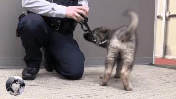 训练刚出生第五天的小警犬,刚出生的小警犬去世