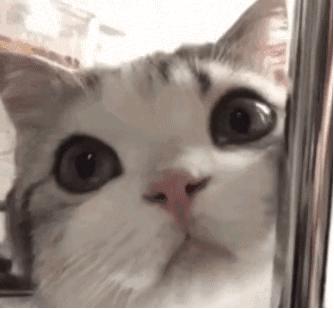 猫咪得了严重口炎怎么治,猫咪得了口炎如何能治愈