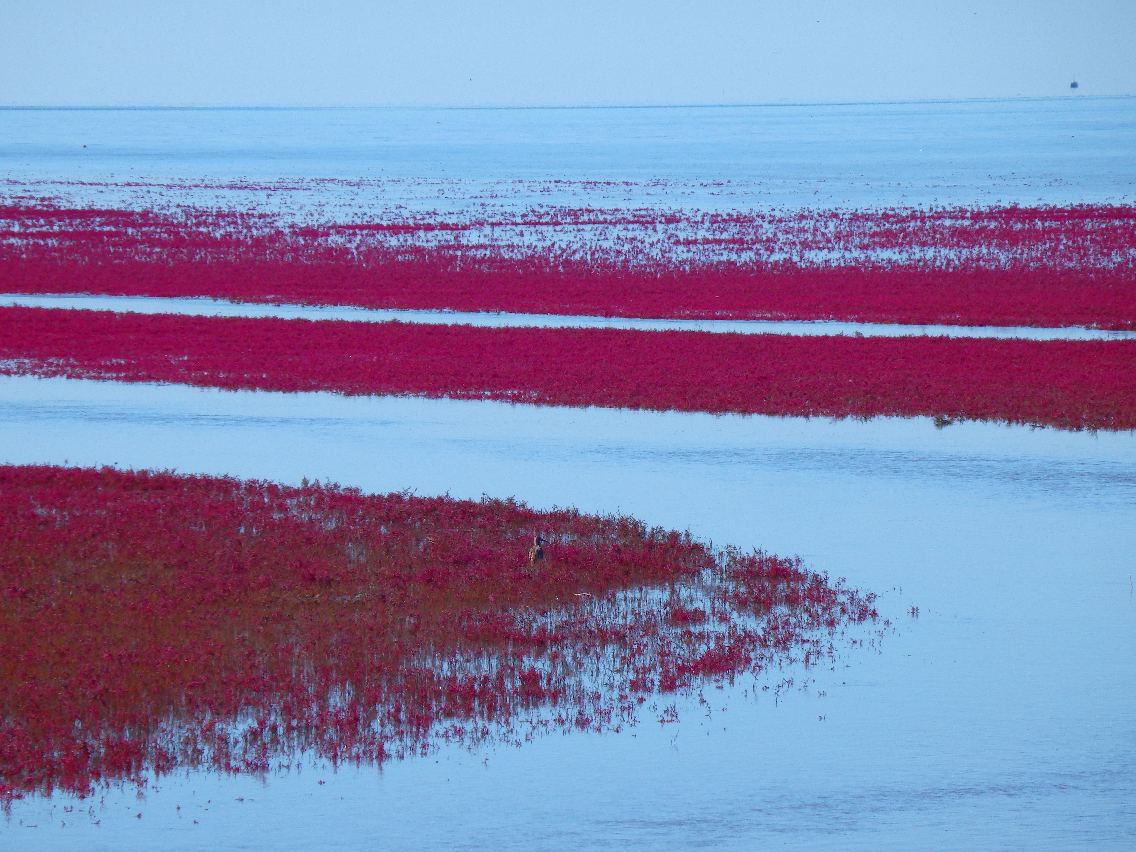 中国红海旅游攻略自由行,中国看大海去哪里旅游