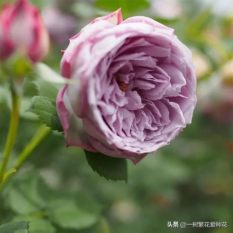 蓝紫青龙月季优缺点,天狼蓝紫月季