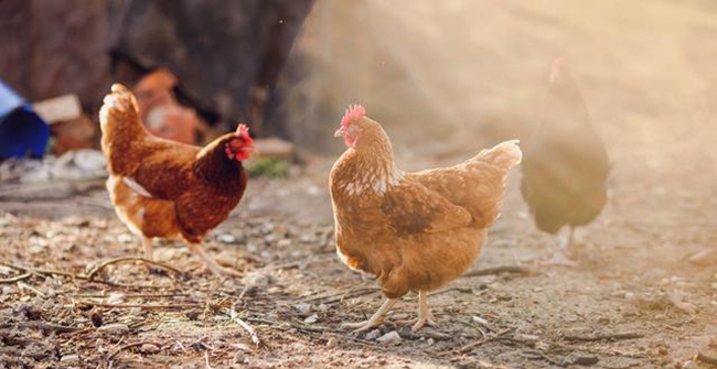 鸡葡萄球菌病的防治原则,鸡葡萄球菌最佳治疗方法