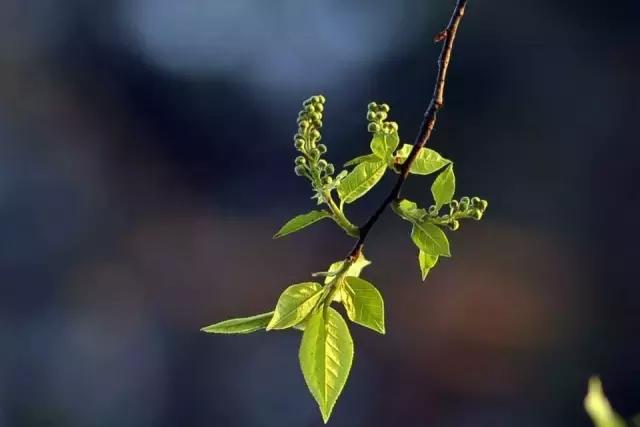 造型极美的盆景一起来欣赏,一组风吹出来的盆景欣赏动感十足