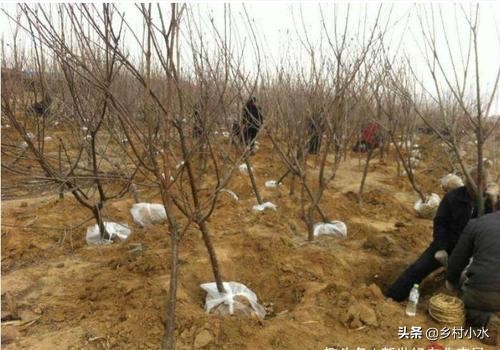 最权威的大樱桃栽培技术,樱桃好吃树难栽教学