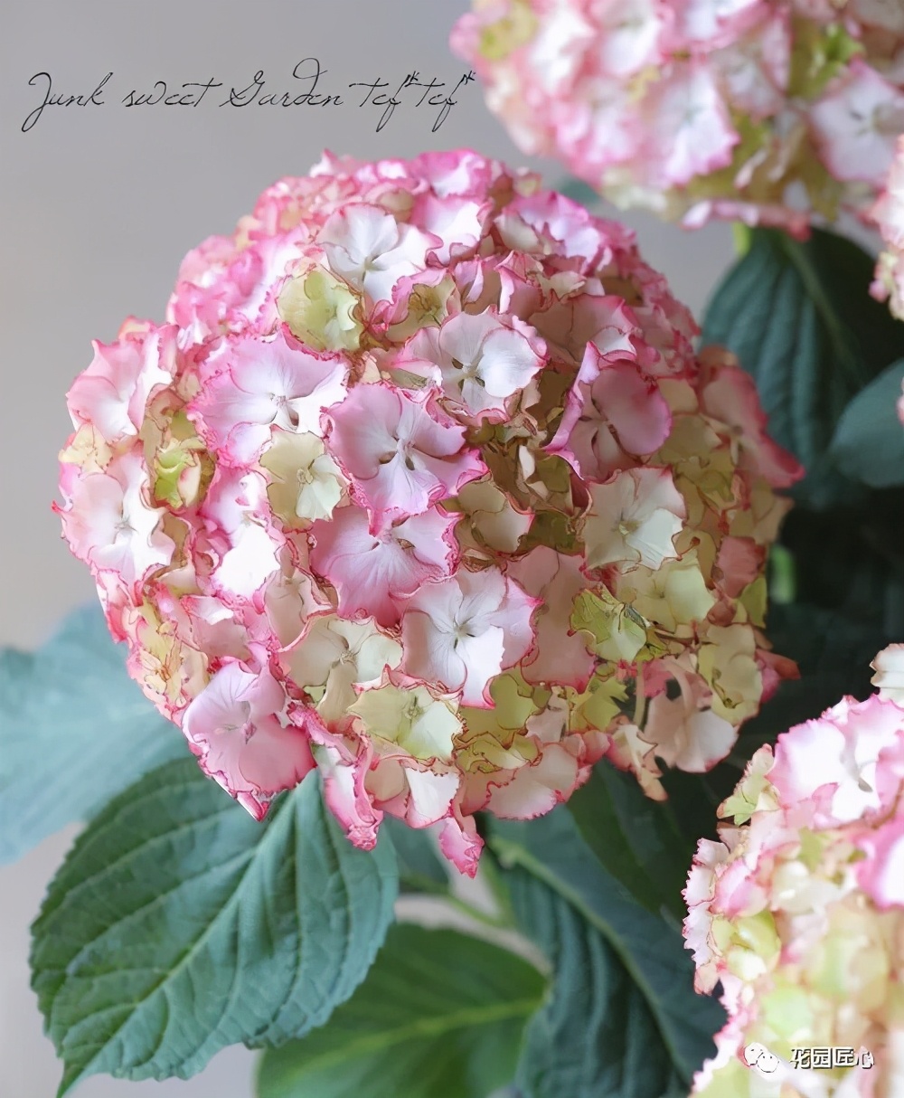 最漂亮的十种绣球,最省心的绣球