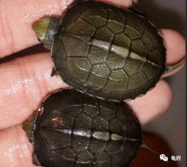 鉴赏花草模板,小青苗照片