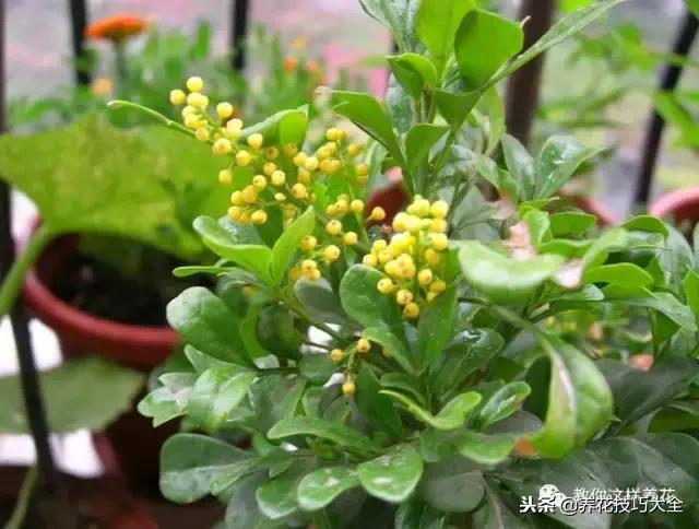 香味最好闻的十种花,一年四季都能闻到香味的四种花