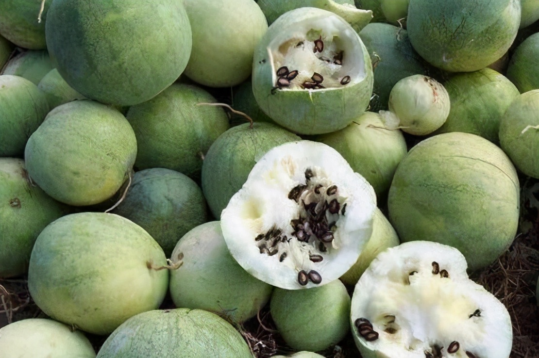 葫芦科蔬菜特点图,葫芦类蔬菜有哪些