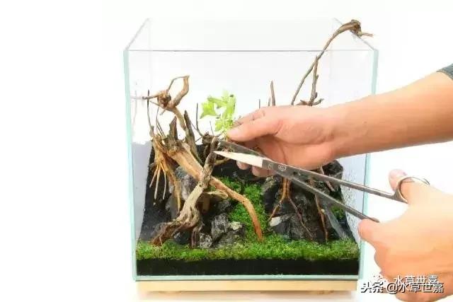 30cm小缸青龙石造景大全,30cm长缸原生溪流缸造景