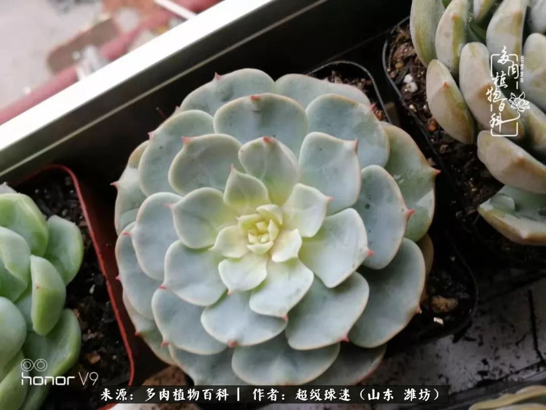 多肉黑茎咋办,多肉黑菌