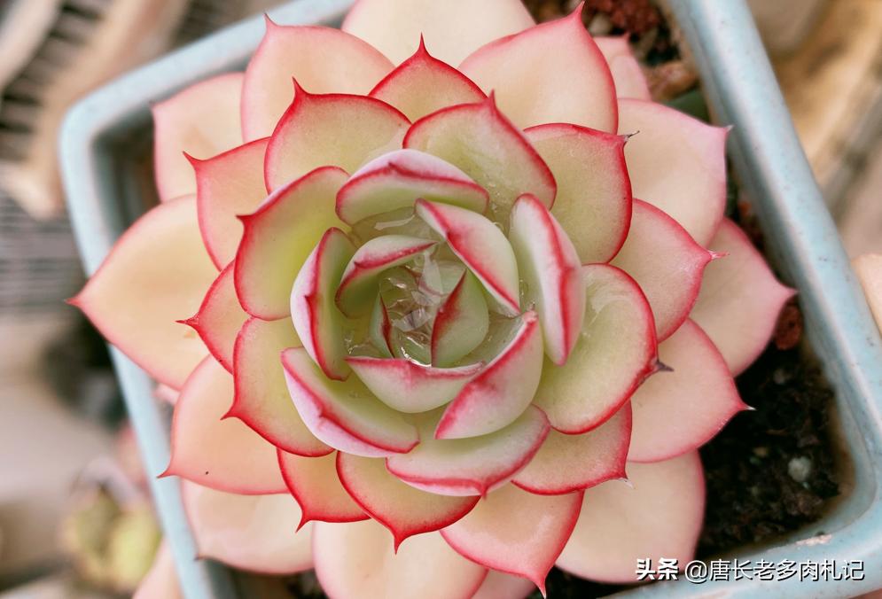 多肉每个品种养法一样吗,假如养多肉有等级