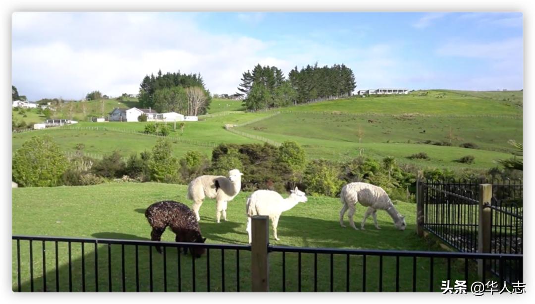 中国地主在新西兰:有人坐拥万顷良田,有人卖掉北京房,牧马放羊