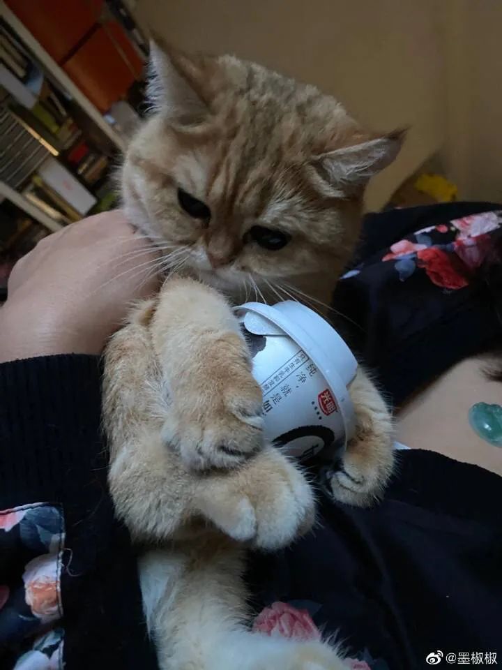 养猫后儿子鼻过敏，妈妈心生一计：不如你搬出去住吧！