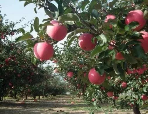 清水县特色美食,清水县美食攻略