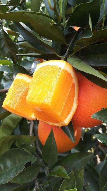 四五月份吃什么水果最当季,五月份不可错过的四种时令水果