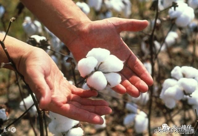 影响棉花产量的几个因素,棉花个子矮果枝台数多影响产量吗