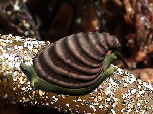 云南虫谷不死虫怎么死的,霍氏不死虫怎么产生的