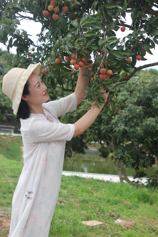 中国荔枝看茂名，茂名荔枝看高州
