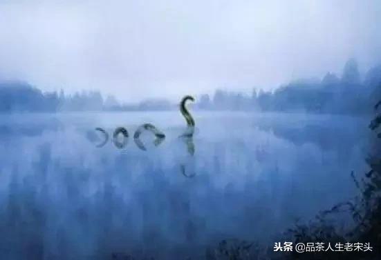 最新世界十大“怪”,最后一个太绝了!