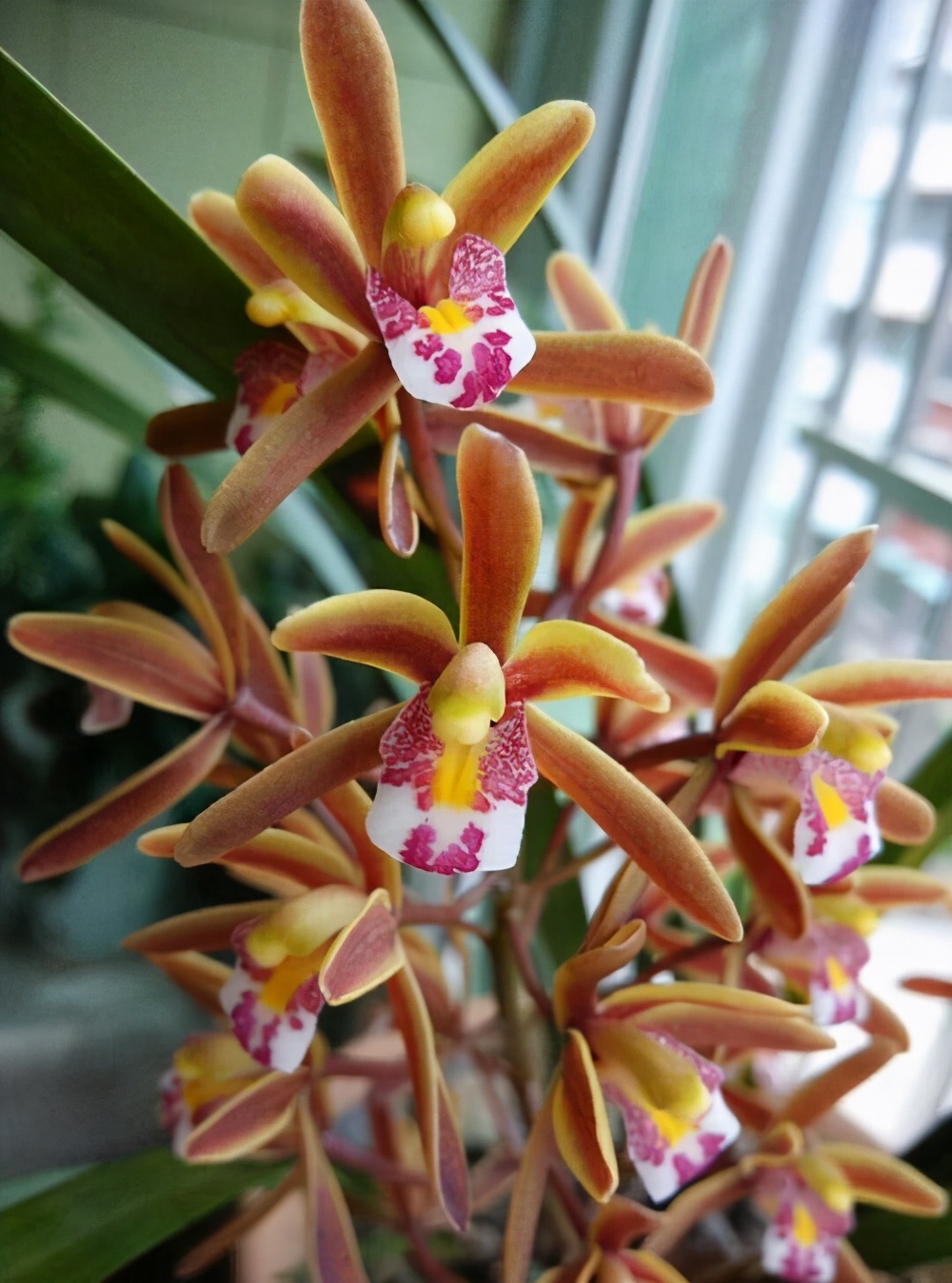 室内光照差反而长得旺的7种花,南方没有光照的阳台种什么植物好