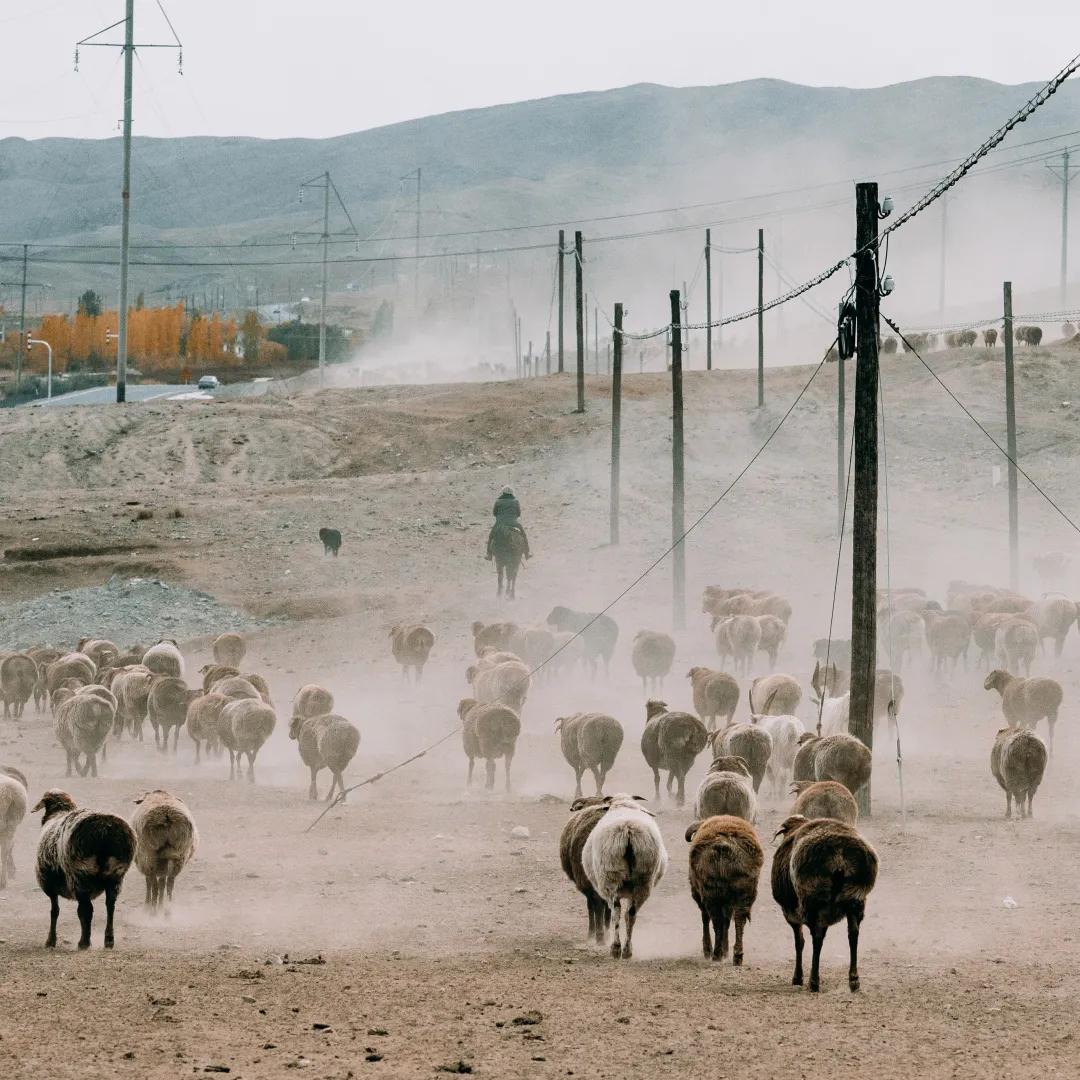 谁在保护金丝猴,谁在保护北极熊