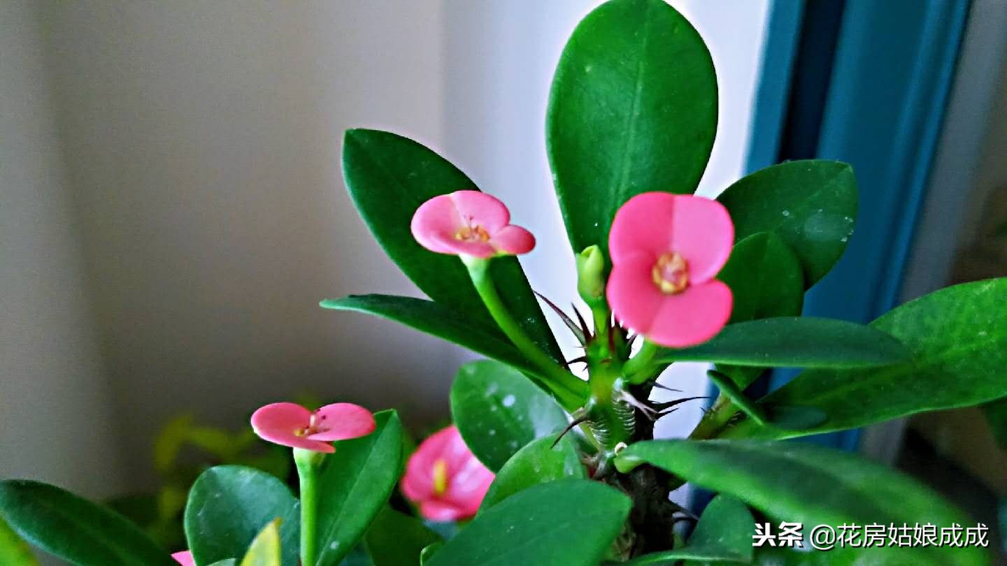 花盆里的小黑飞虫子怎么消灭,花盆里有小黑飞怎么能根治