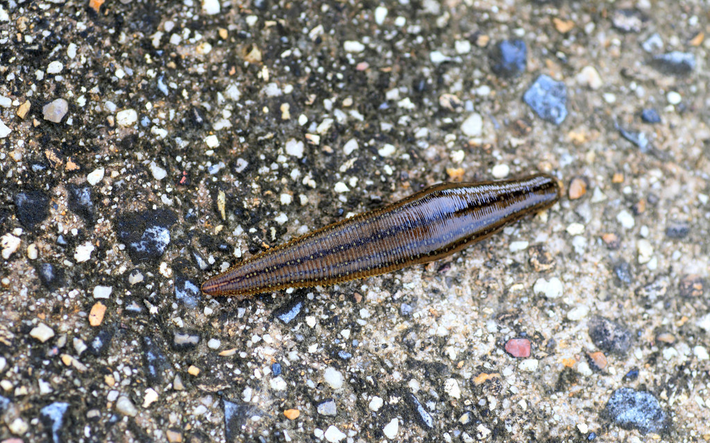 蚂蟥的养殖前景如何,蚂蟥这么贵为什么人工养殖的少